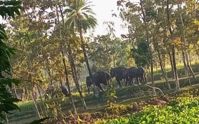 elephants attacked in dinhata 1 injured