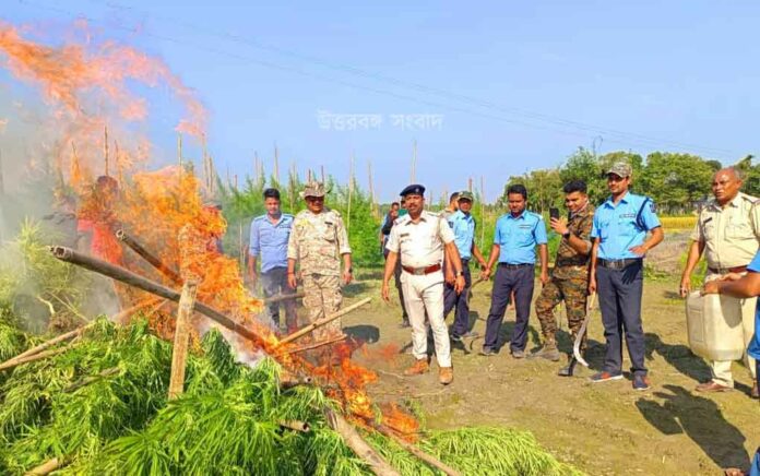 police burnt about 20 bigha of Cannabis trees