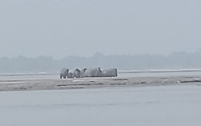 Elephant herd in the area adjacent to Mainaguri Teesta bridge
