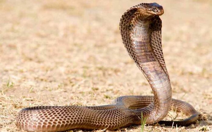 Killed his wife and daughter by leaving a poisonous snake in the house