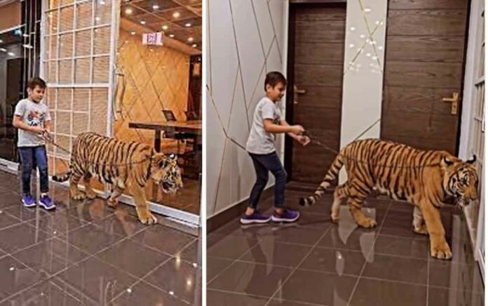 Like a pet dog boy is walking around with tiger