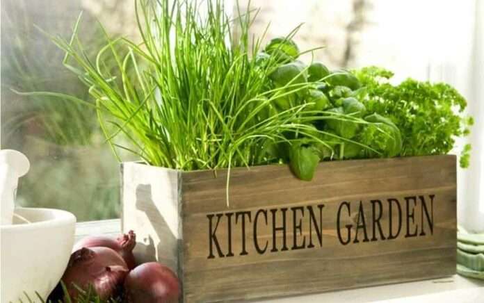 Make Kitchen Garden in small space