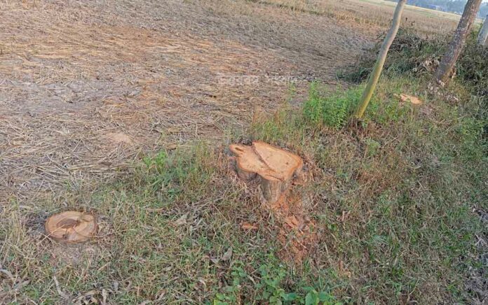 Trinamool-BJP clash at Balurghat over government tree cutting