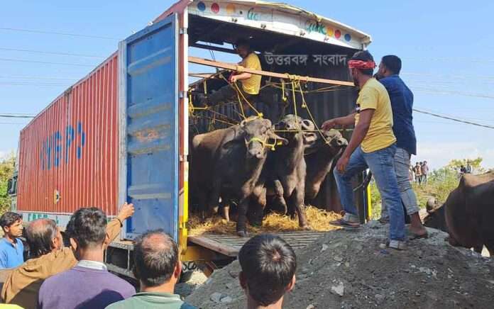 20 smugglers arrested along with 238 buffaloes