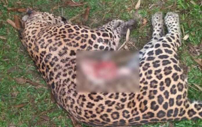 body of leopard recovered from tea garden