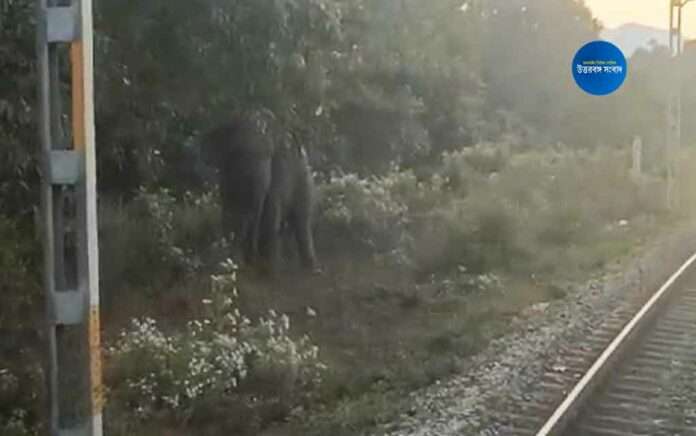 Last-minute Brake by Train Driver Saves Elephant Life in Dooars
