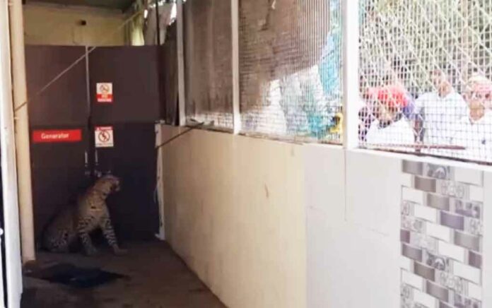 leopard entered a hospital in nandurbar taluka of nashik