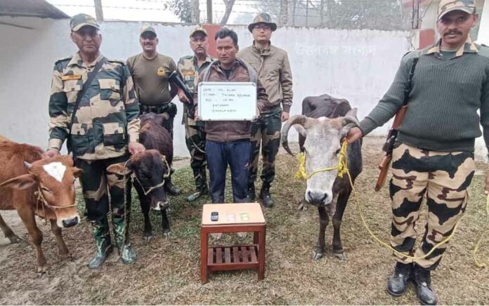 Cows were rescued from the border before being smuggled