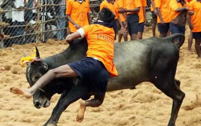 While watching Jallikattu, 2 killed by a bull