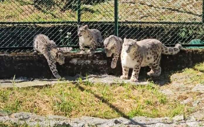 Darjeeling Zoo is the best in artificial breeding of snow leopards