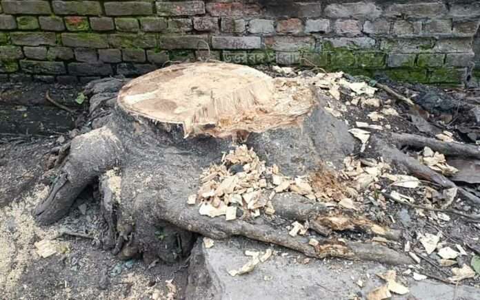 Complaint of cutting trees for sale in Haldibari