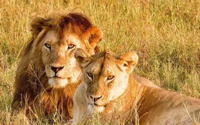 Tripura lions coming to Bengal Safari next week
