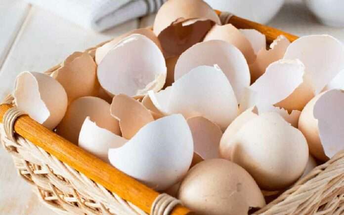 Don't throw away eggshells, know its benefits