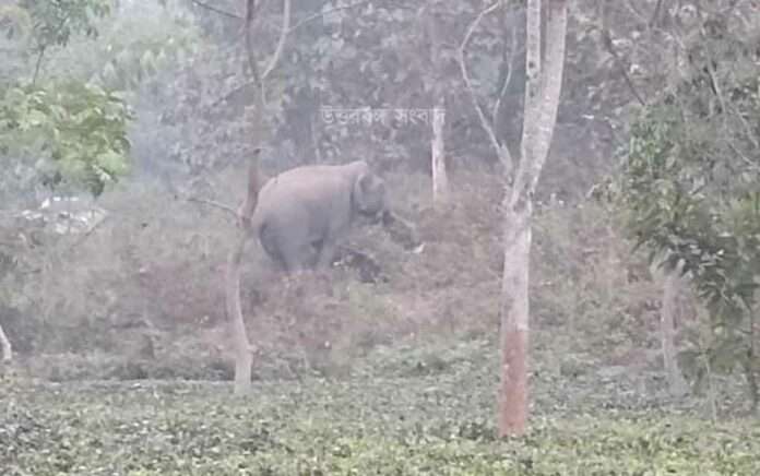 elephant-attack in lataguri village