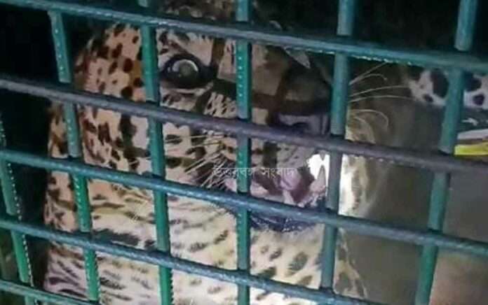 Leopard caged in Birpara tea garden