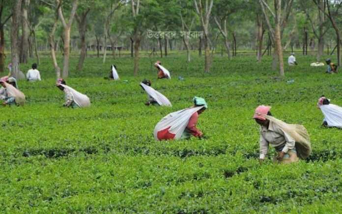 post editorial on tea worker