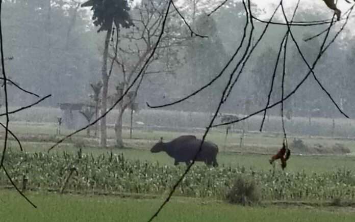 4 bisons are roaming in the locality