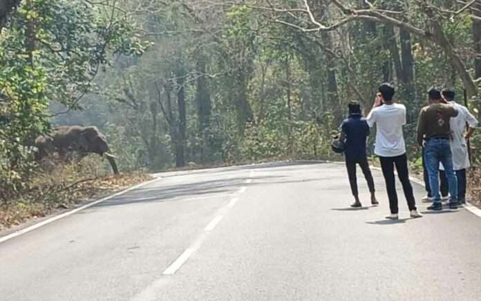 elephant-stands behind the national highway