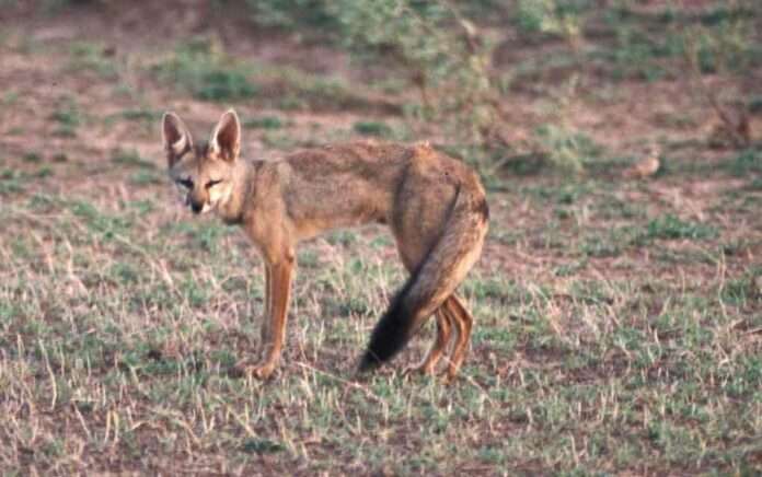 fox-nuisance-is-increasing-in-balurghat