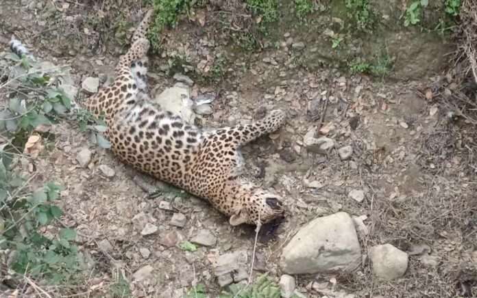 dead-body-of-leopard-recovered-from-drain-of-tea-garden