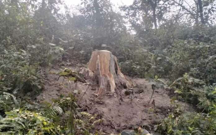 Roots are being removed in Kanteshwar, residents are afraid of landslides
