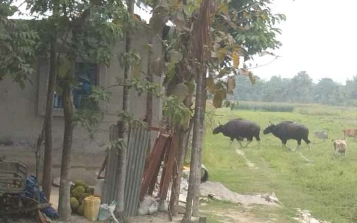 Bison attack in Ramthenga locality