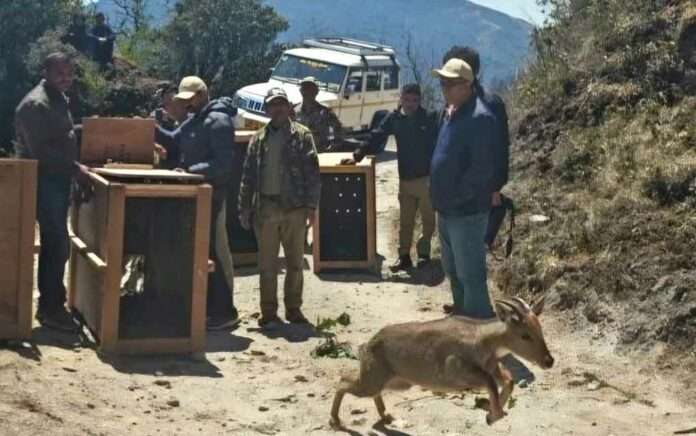 Successful breeding At Darjeeling Zoo, two pairs of goral were released into the jungles of Singalila