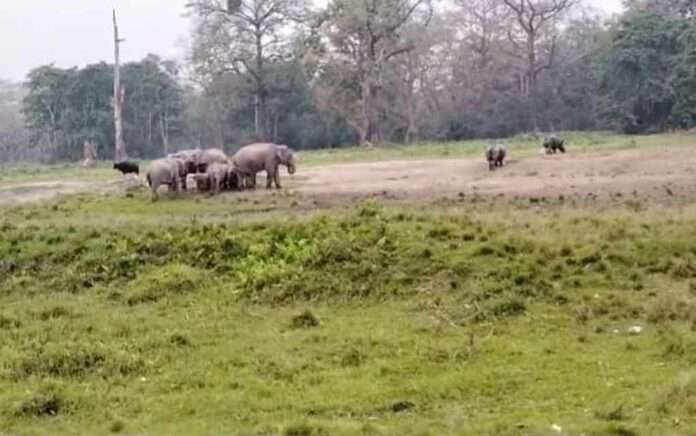 Initiative to increase grassland in Jaldapara to provide food for wildlife