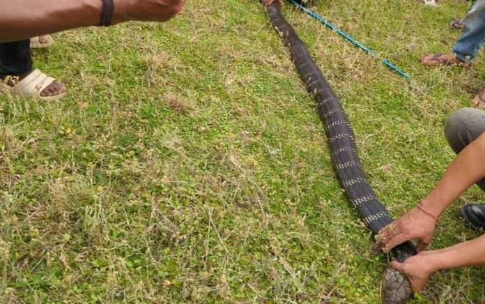 14-foot king cobra rescued from tea garden