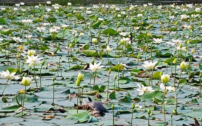 Rajmatadighi full of white lotus, happy people of Cooch Behar