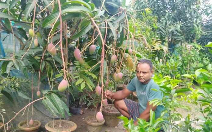 school teacher of Tufanganj cultivated 70 local and foreign varieties of mangoes