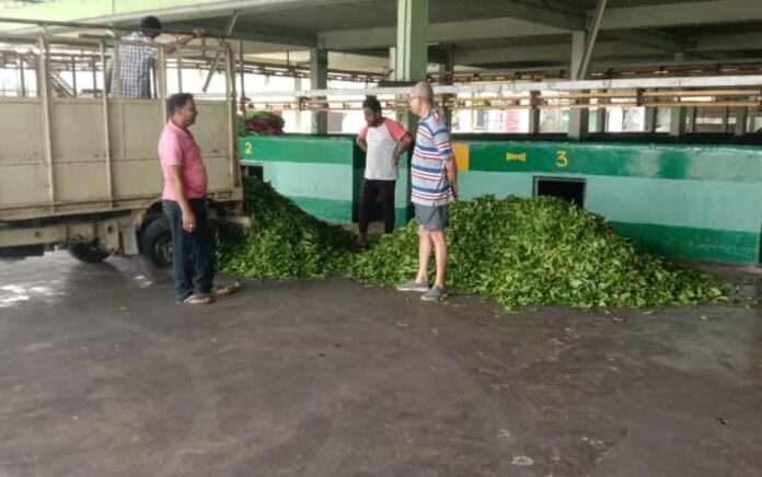 Botleaf Factory started buying raw leaves from tea worker