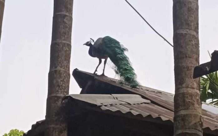 Peacock dancing on roof of the house