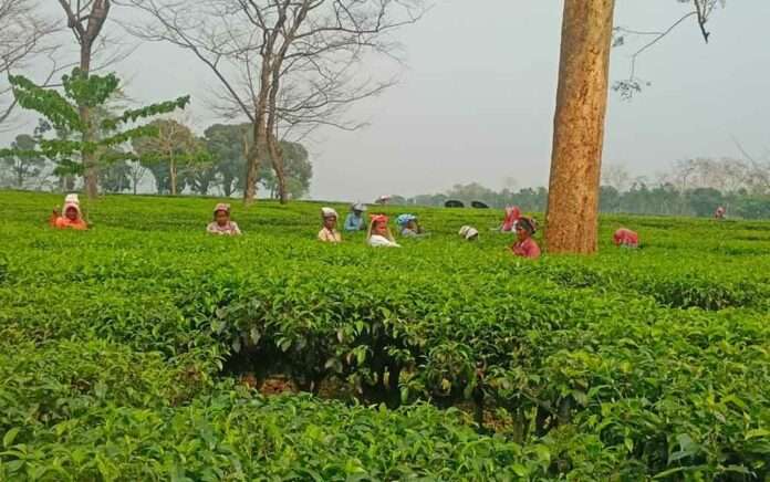 Letter to the Labor Minister requesting action regarding various problems in tea plantations