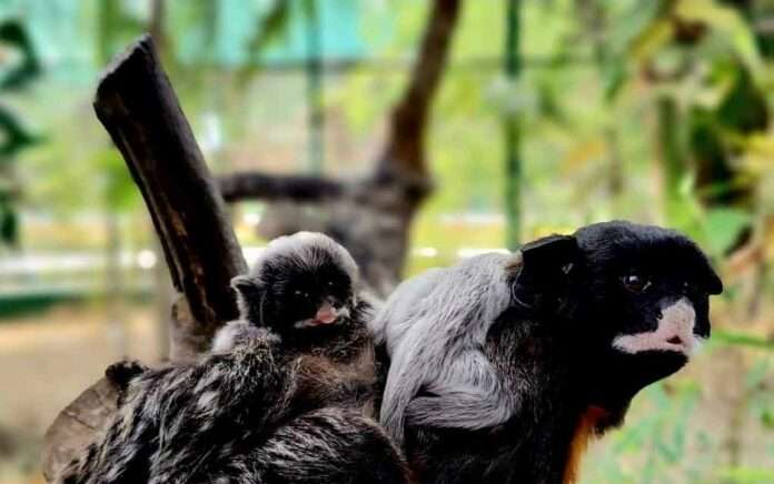 First in India, Amazon tamarin gives birth in Bengal zooFirst in India, Amazon tamarin gives birth in Bengal zoo