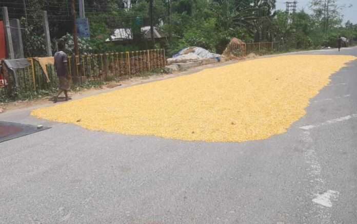 Corn is drying on the road, people afraid of accidents