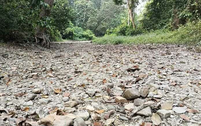 Lack of rain, Moraghat forest is drying up