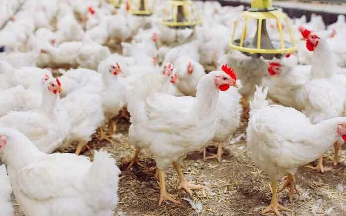 broiler-prices-are-increasing-in-north-bengal