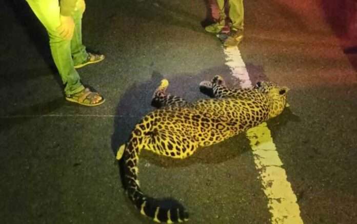body of a leopard fell on the highway in the forest
