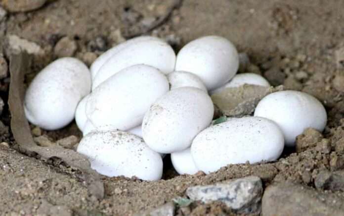 cobra eggs were recovered and given to the forest department